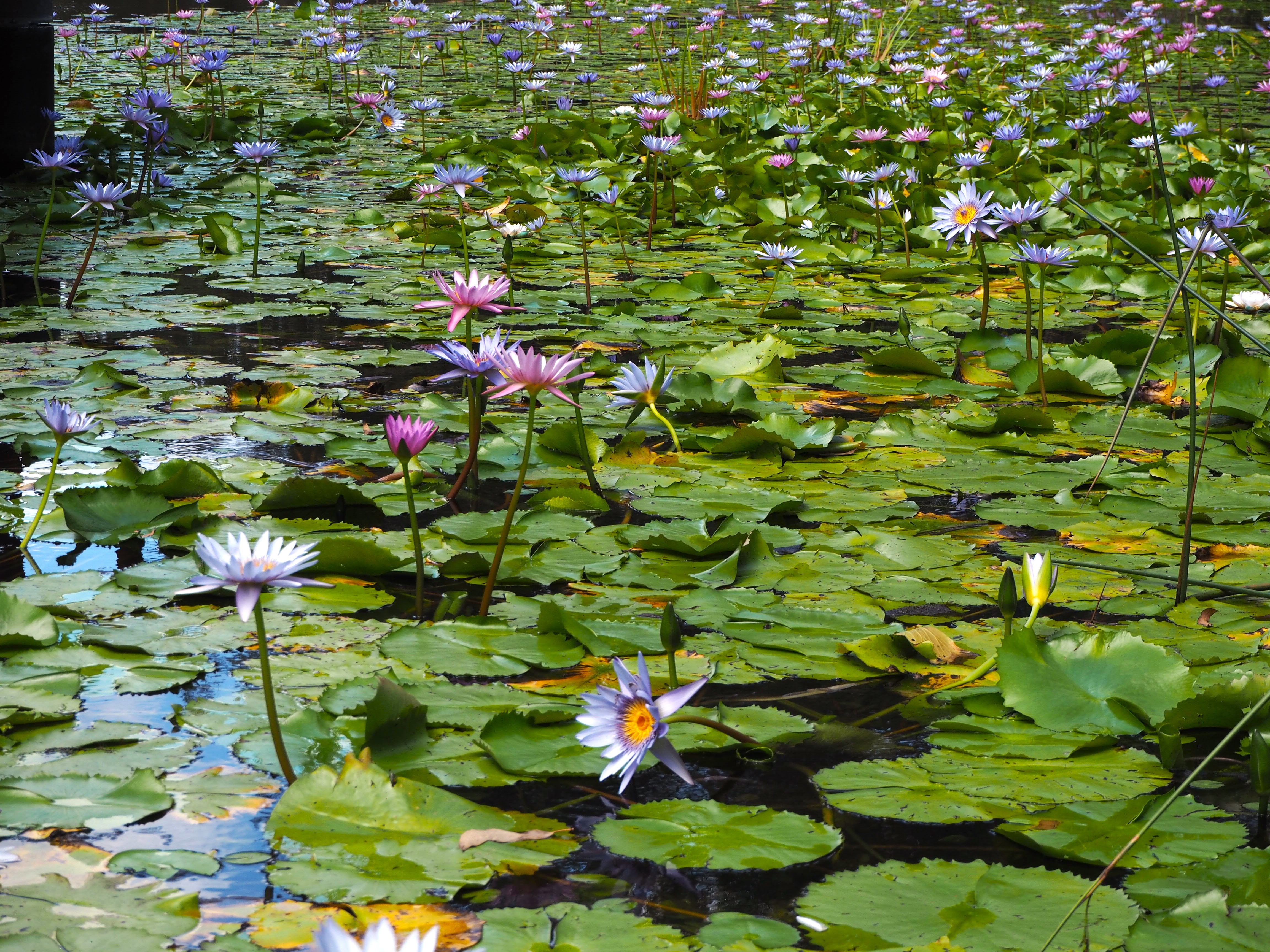 Lilypads6_3c3e768d-4ec4-430e-983d-76b3de124235.jpg